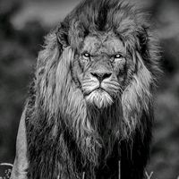 ______nikooo