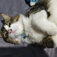 original sound - anjan_exe96