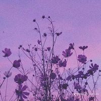 courtney_wild