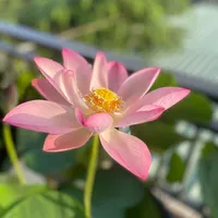 original sound - ngocphuong180790