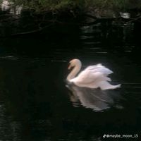 apni_pagol79436