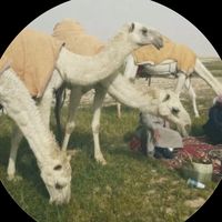 الصوت الأصلي