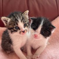 babykitten222