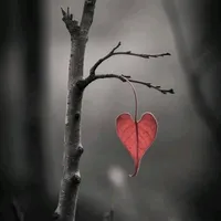 original sound - hadhaakayyoo