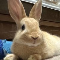 オリジナル楽曲 - まこまこ🦍👑🦦🐈🐇