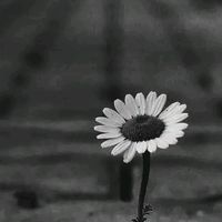 edebiyyat004