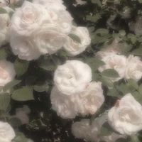 rrlady29