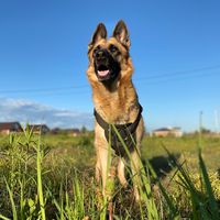 оригинальный звук