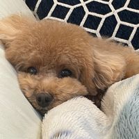 bichannotoriko
