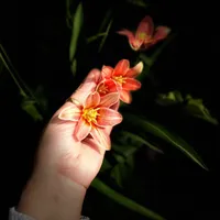 original sound - nazmunnahar32