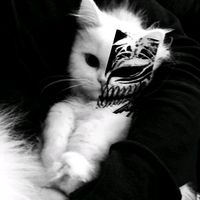 lobo.trovo