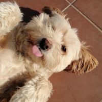 rociovillarroelf