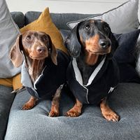 damienthedachshund