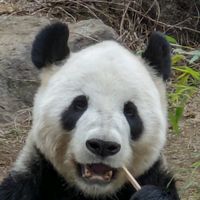 オリジナル楽曲 - 🐼💖トキちゃん💖🐼😊🚶🐰🔰🐾