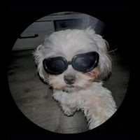 amo.animais58