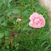 songl6613