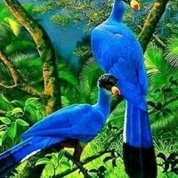 original sound - user227997213661Ko Ngal