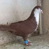 nawabloft33