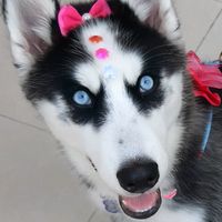zara_ahusky