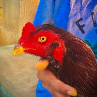 roostersdevil
