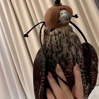 الصوت الأصلي