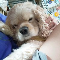 オリジナル楽曲 - つばこのカップル🐶🫶