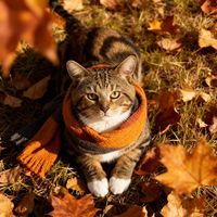 mystic_meows