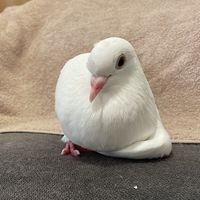 pigeon_crumb7