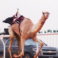 الصوت الأصلي