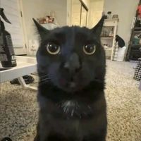 suara asli - KoeChinkBlek