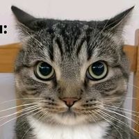 suara asli - okeyyyy