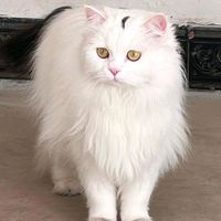 原聲 - phangsj0906