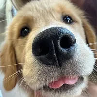 original sound - nlwmhk1997