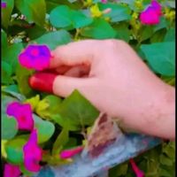 manoshehzadi117
