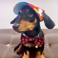 mrpickles.cooco.p