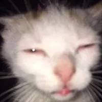 original sound - litolposa