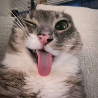 suara asli - ★Caca☆___53⑅˖♡♪