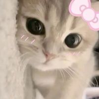 kitty_mero