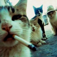 suara asli - Gustinn