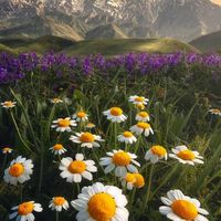 yeni.hayat.1