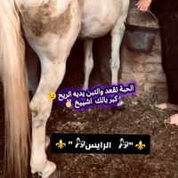 fouad_laflawi_5648