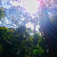 suara asli - ogah ah bau