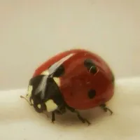 original sound - .tolarua