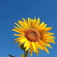 เสียงต้นฉบับ - เรียนรู้ไปด้วยกัน🥰