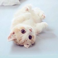 nhạc nền - Gấu Baby