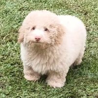 montybellyboo
