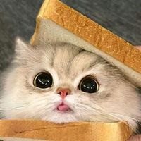 nhạc nền - 💤Zun hơi lười