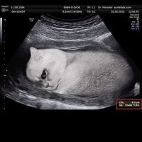 suara asli - unaa