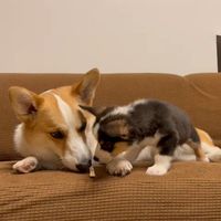 corgibrothers.0526