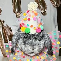 thebunnyolive